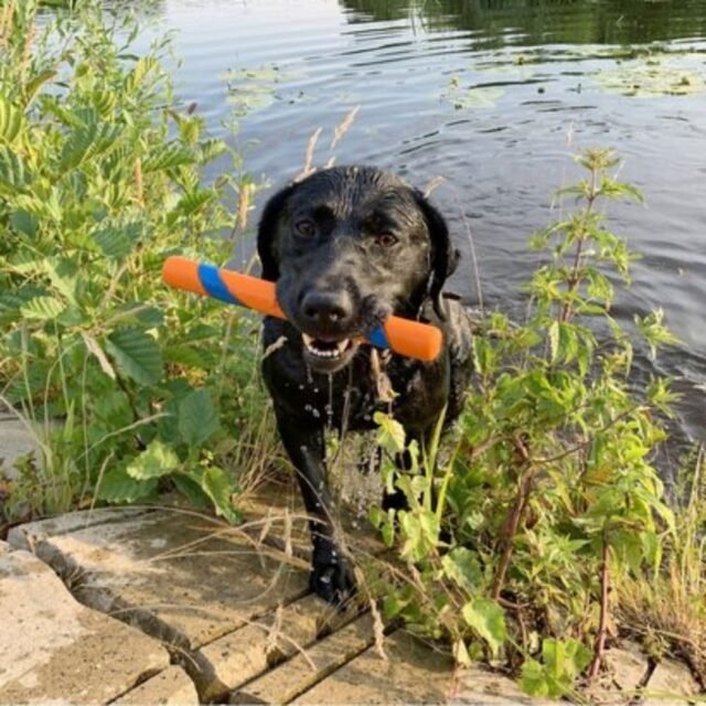 Chuckit! Interactive Dog Toy Ultra Fetch Stick - 12 Inch Outdoor Dog Toy for All Breed Sizes - Image 4