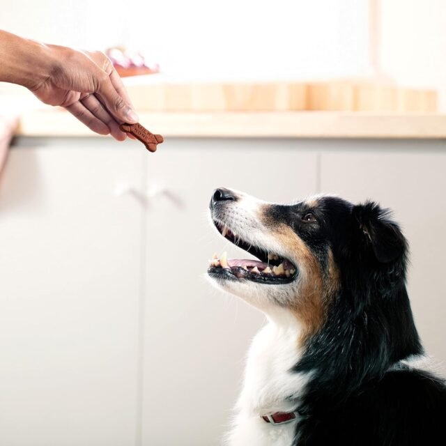 Milk-Bone Soft & Chewy Dog Treats Made with Real Bacon, 25 Ounce - Image 5