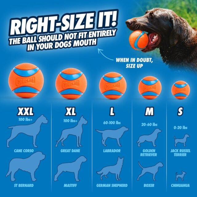 Chuckit! Ultra Ball Dog Toy - Medium Bouncy Fetch Balls For Dogs 20-60 lbs - Made from Durable Rubber - Floating Water Pet Toys - Size Medium - 2.5-inch Diameter - Pack of 2 - Image 3