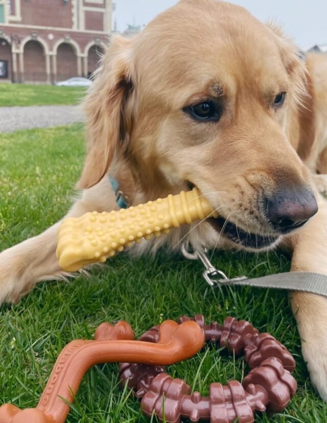 Nylabone Customer Favorites Power Chew Toy Bundle for Dogs, Indestructible Dog Toys for Aggressive Chewers, Pack of 3 Dog Toys, Flavor Medley, Large Dogs - Up to 50 lbs, 3 Pack - Image 6