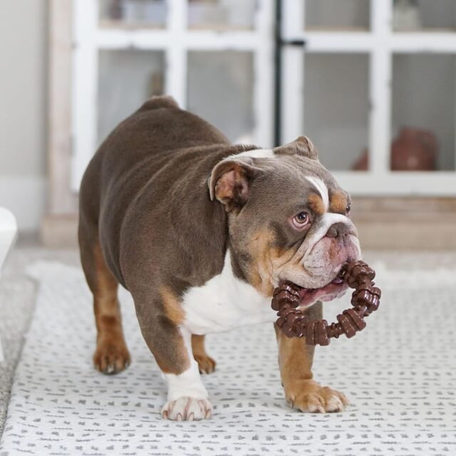 Nylabone Customer Favorites Power Chew Toy Bundle for Dogs, Indestructible Dog Toys for Aggressive Chewers, Pack of 3 Dog Toys, Flavor Medley, Large Dogs - Up to 50 lbs, 3 Pack - Image 4