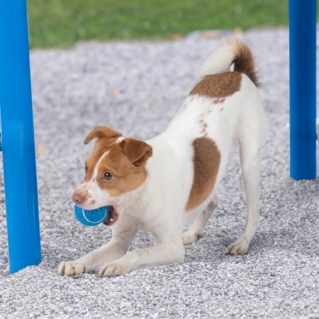 Best Pet Supplies Squeaky Tennis Toys for Dogs, 4-Pack, Heavy-Duty Interactive Pet Toys for Throwing and Fetching, Supports Exercise and Natural Behavior Training, Durable - Small - Image 5