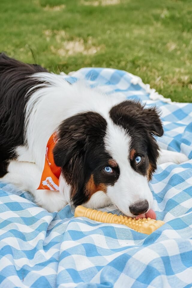 Nylabone Customer Favorites Power Chew Toy Bundle for Dogs, Indestructible Dog Toys for Aggressive Chewers, Pack of 3 Dog Toys, Flavor Medley, Large Dogs - Up to 50 lbs, 3 Pack - Image 8