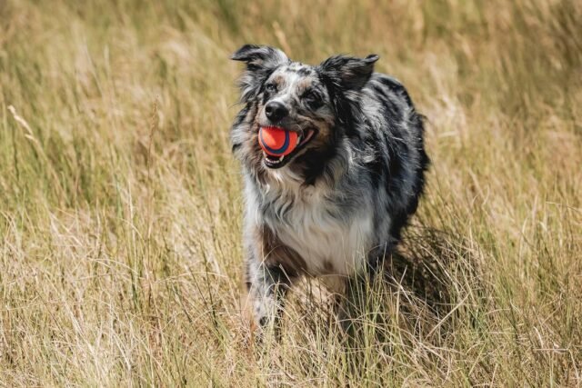 Chuckit! Ultra Ball Dog Toy - Medium Bouncy Fetch Balls For Dogs 20-60 lbs - Made from Durable Rubber - Floating Water Pet Toys - Size Medium - 2.5-inch Diameter - Pack of 2 - Image 4